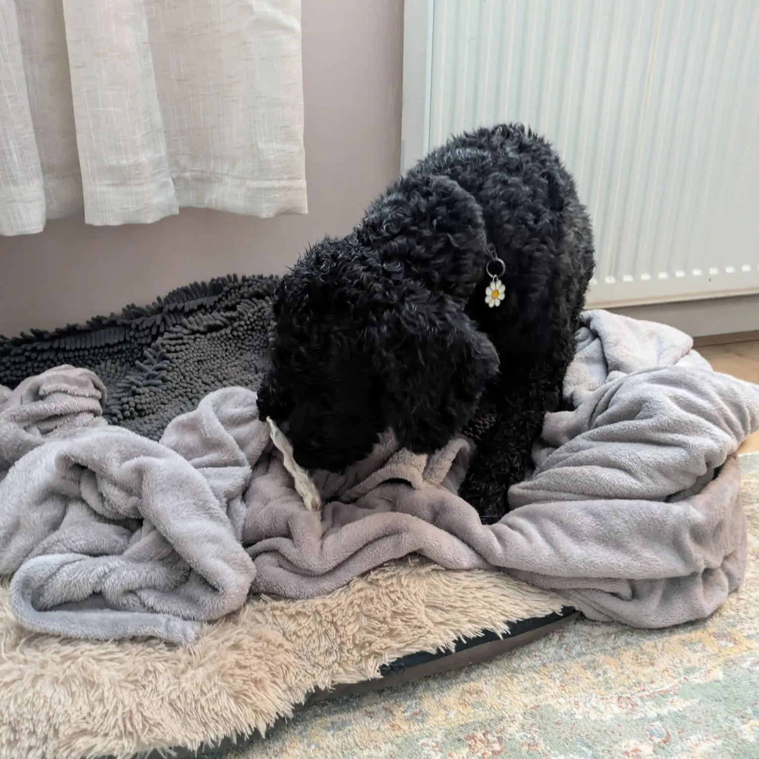 A photograph of a dog making a nest out of a cosy blanket in their basket in front of the radiator.