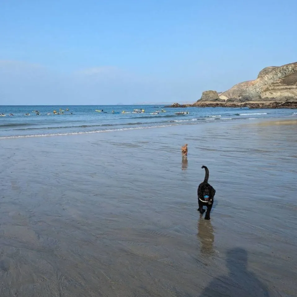 A photograph of two dogs playing fetch on Trevaunance Cove beach in St Agnes.