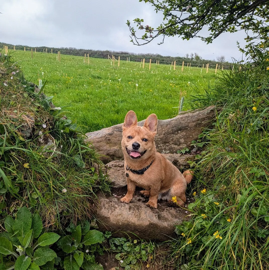 A photograph of Buddy the dog sitting on a style amongst the flowers of a Cornish hedge.