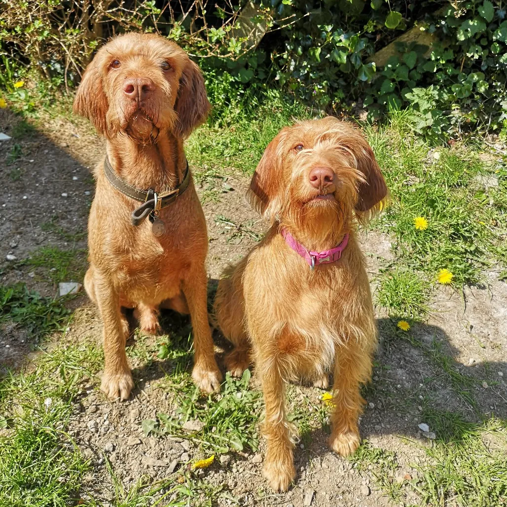 A photograph of two golden coloured dogs sitting next to each other smiling up at the camera.
