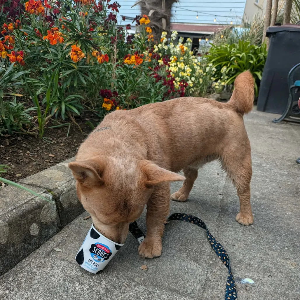 A photograph of a dog eating a puppy ice cream on a warm sunny day.