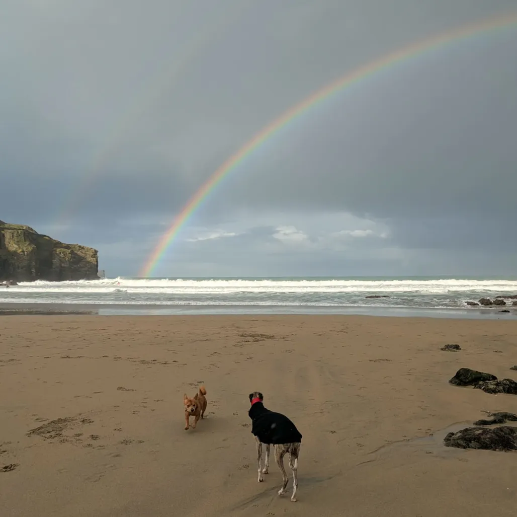 A photograph of a two dogs on the beach with a rainbow in the background.