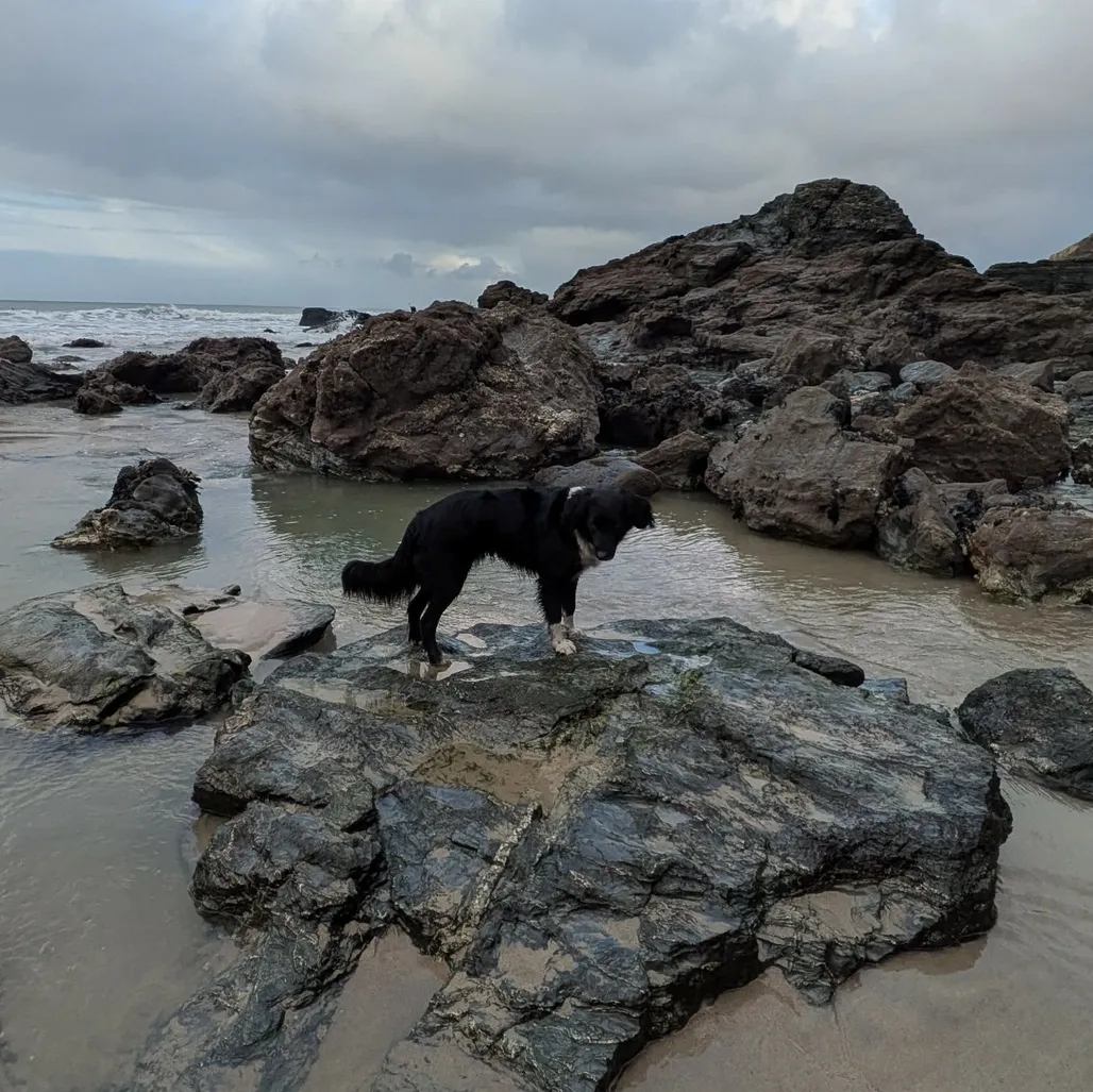 A photograph of a black and white dog standing on a rock looking into a rockpool.