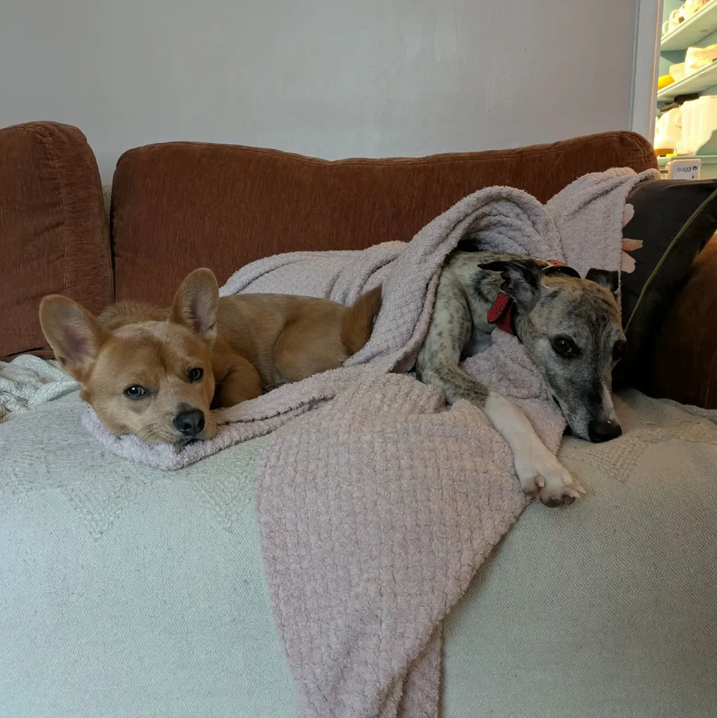 A photograph of two dogs sharing a blanket on a comfy sofa.