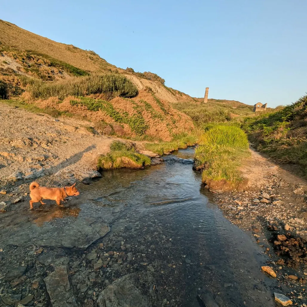 A photograph of a little dog paddling in a stream with a Cornish mine chimeny in the background.