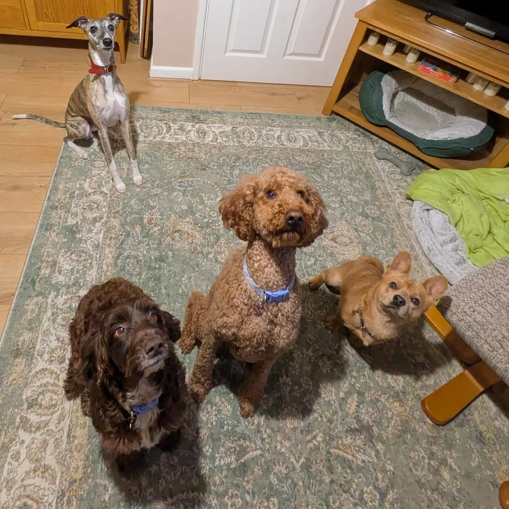 A photograph of a four dogs sitting attentively as they wait for their dinner.