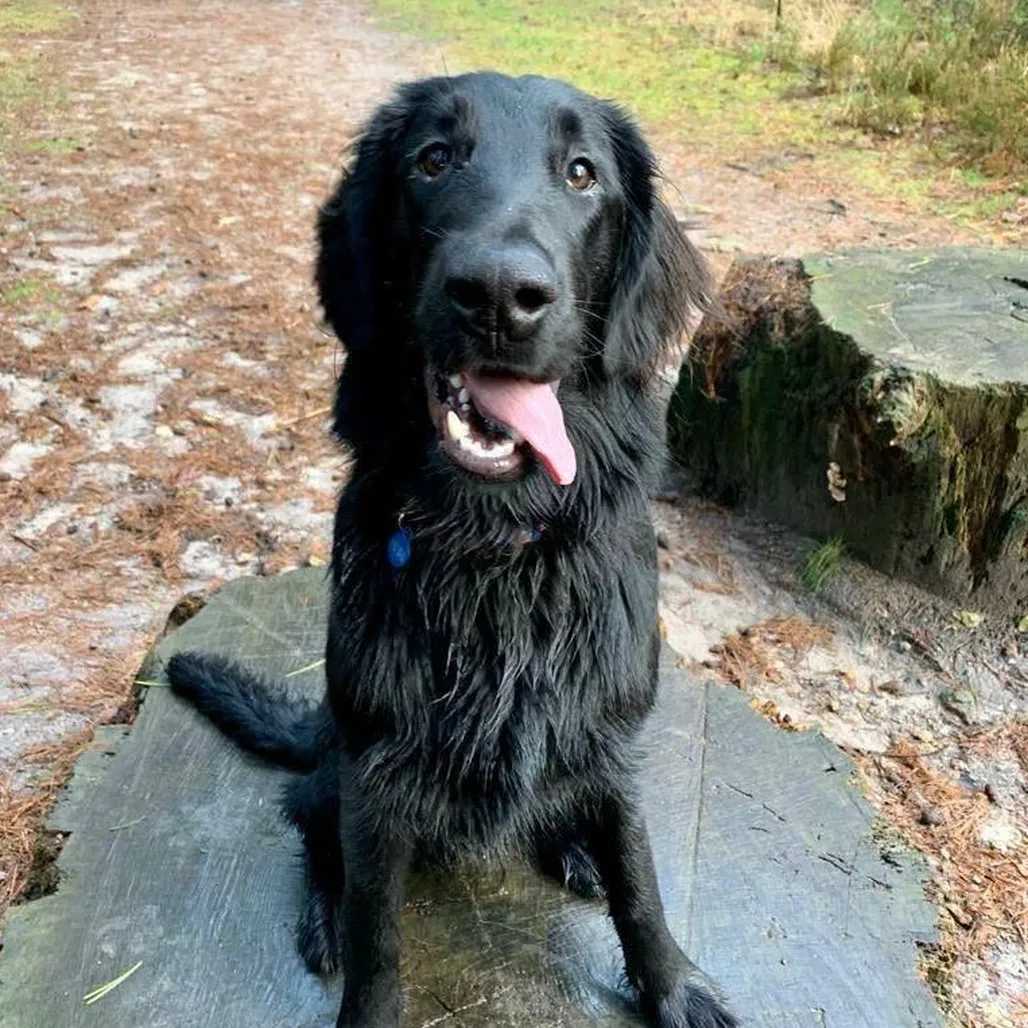 A photograph of a black Labrador with smiling as it sits on a tree stump in the woods.